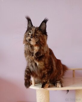 Maine Coon s PP - 3