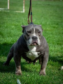 Pocket American Bully - 3