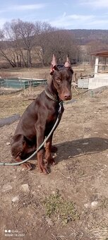 Doberman šteniatko s PP - 3