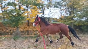 6-letý valach Welsh cob - 3