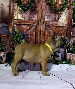 Francúzsky buldoček s PP/French bulldog - 3