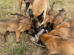 Predám Čistokrvné šteniatka (s PP) Belgický ovčiak Malinois - 3