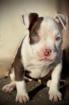 American Bully - 3