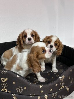 Cavalier King Charles Spaniel,cavalier - 3