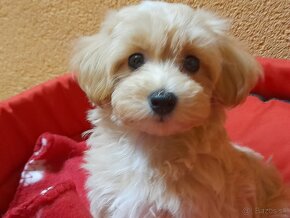 Maltipoo šteniatka. - 3