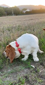 Basset Hound Bicolor - 3