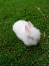 Zdrobnely králik - 3