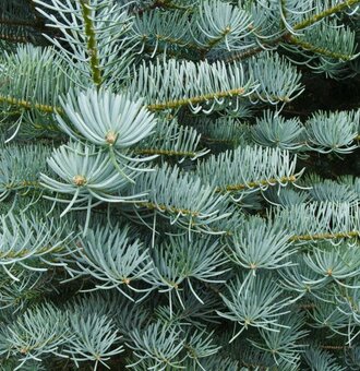 Jedla srienista-Abies concolor - 3