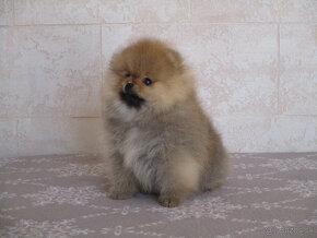 Pomeranian - 3