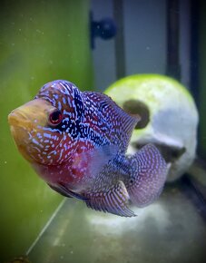 Flowerhorn odchov - 3