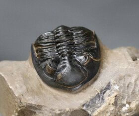 Trilobit s dokonalými očami - Fosilia - 5,3 cm - 3