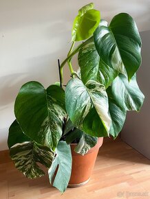 Monstera Albo Variegata 70cm aj s kvetináčom - 3