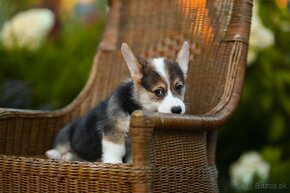 na predaj šteniatka welsh corgi pembroke - 3