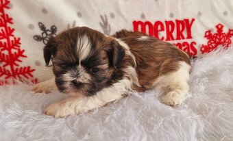 Shih-tzu - 3