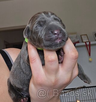 Cane Corso s PP - 3