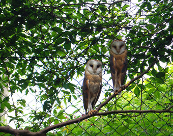 Sova pálená (Tyto alba) - 3