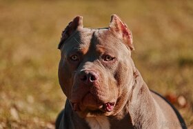 American Bully XL - 3