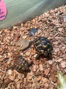 2 suchozemské korytnačky - 3