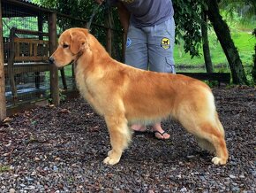 GOLDEN RETRIEVER-zlaty retrivr, zlaty retriever , american G - 3