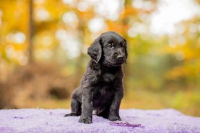 Flat coated retriever - 3