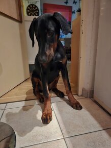 Doberman bez PP - 3