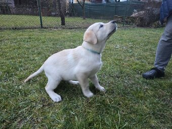 Labrador šteniatko s PP - 3