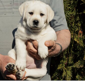 Labrador retriever šteniatko s PP - 3