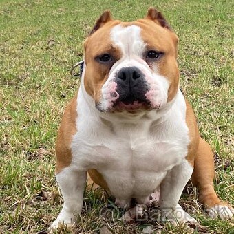 American bully pocket - 3