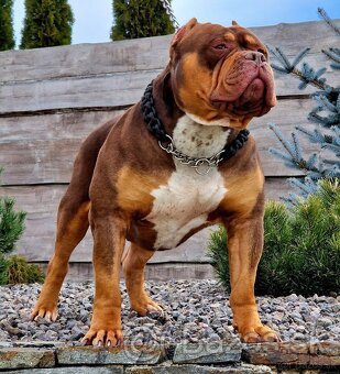 American bully xl - 3