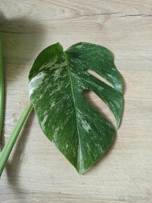 Monstera Albo Variegata - vrchol - 3