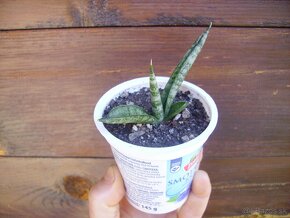 sansevieria cylindrica boncel - 3