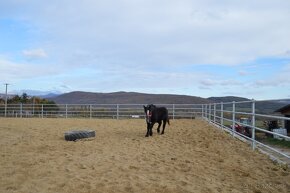 Predám ťažnú kobylu - percheron - 3