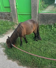 Shetland pony mini horse - 3