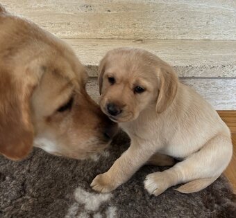 Labrador krizeny zo zlatym retriverom - 3