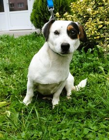 Darujem súrne psíka Nera - mix jack russel teriér - 3