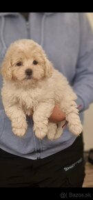 Maltipoo cavapoo Cockapoo pudel - 3