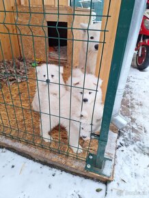 Samojed - 3