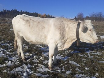 Predám kravu charolais s teĺatom - 3