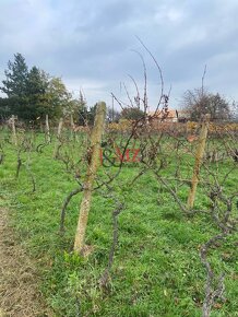 Vinica s pozemkom na výstvabu chaty - Žemberovce - 3