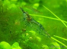 Krevetky neocaridina palmata 15+5ks zadarmo - 3