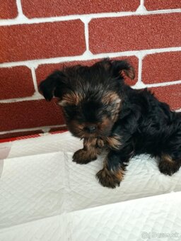 Yorkshire terrier, yorkshirsky terier, york - 3