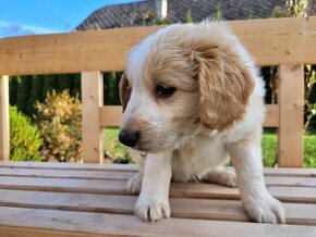 Šteniatka kríženci zlatý retriever (kríženec) a border kólia - 3