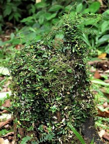 Ficus punculata - Borneo - 3