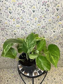 Epipremnum Marble QUEEN - 3