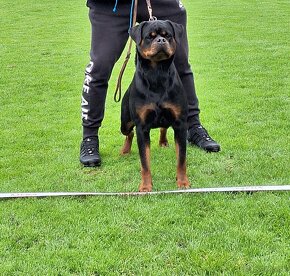 Steniatka rottweilera,rotvajlera,rtw,rotty s PP - 3