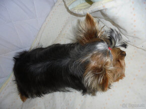 YORKSHIRE TERRIER MINI - 3