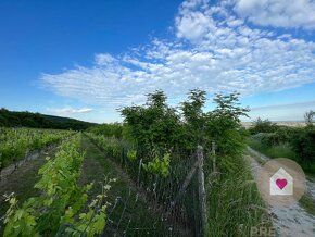 BA/RAČA - Investícia alebo pestovanie vína? Vinohrad na pred - 3