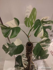 Monstera Albo - odrezky aj zakorenené...od 10€ - 3