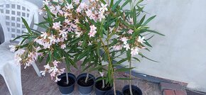 mladý oleander na kmeni, výška vrátane črepníka 100cm - 3