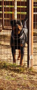 Rottweiler 15-hónapos kan. - 3